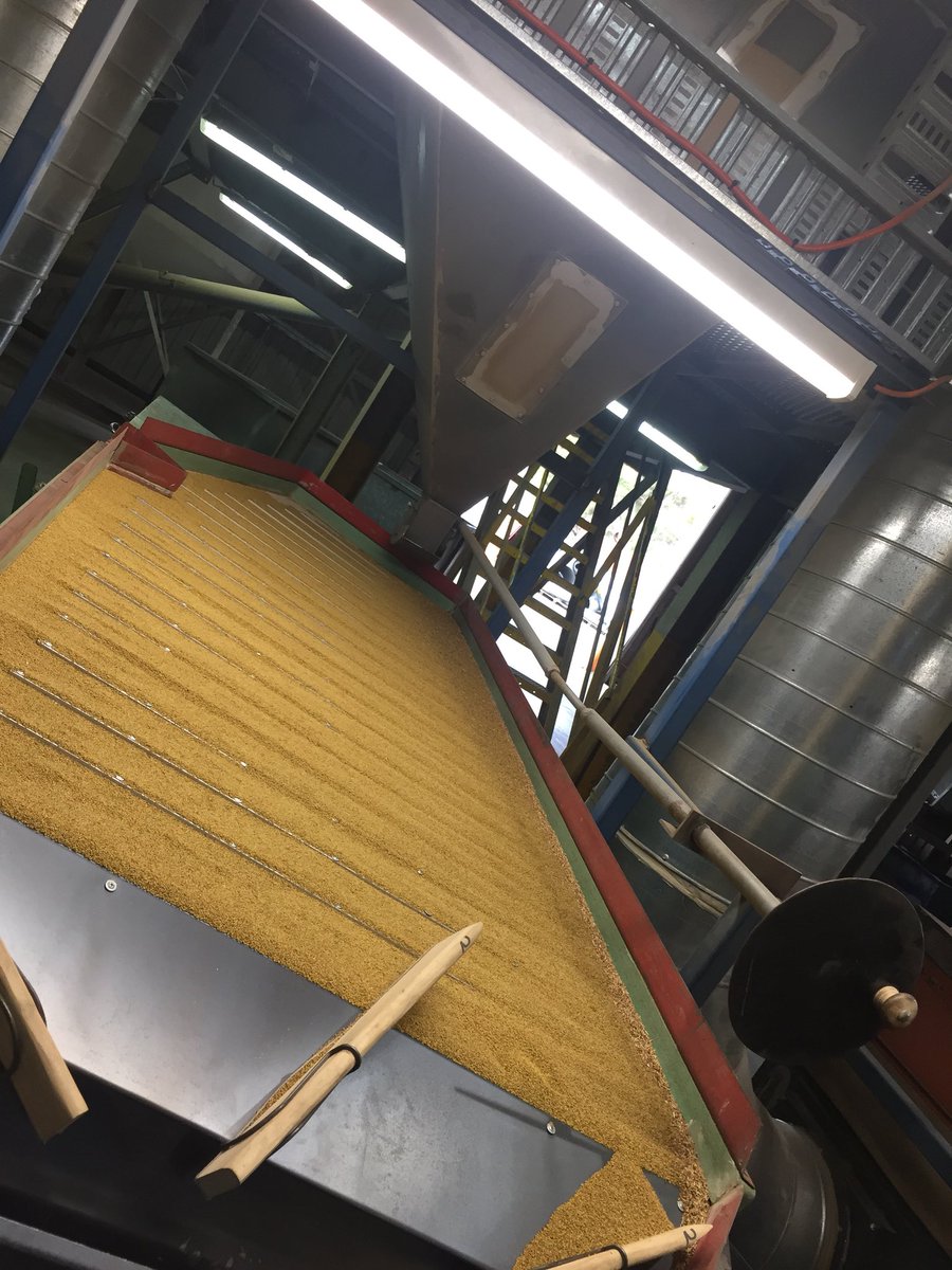 EmGoodall86's tweet photo. Following the #lucernestory - from paddocks in the mid north with ripper #seedcrops through to the cleaning plant @PGGWrightson Keith plant to a paddock near you! Lucerne is highly versatile feed source for #beef #sheep or #dairy! https://t.co/0g3eLHrUxi