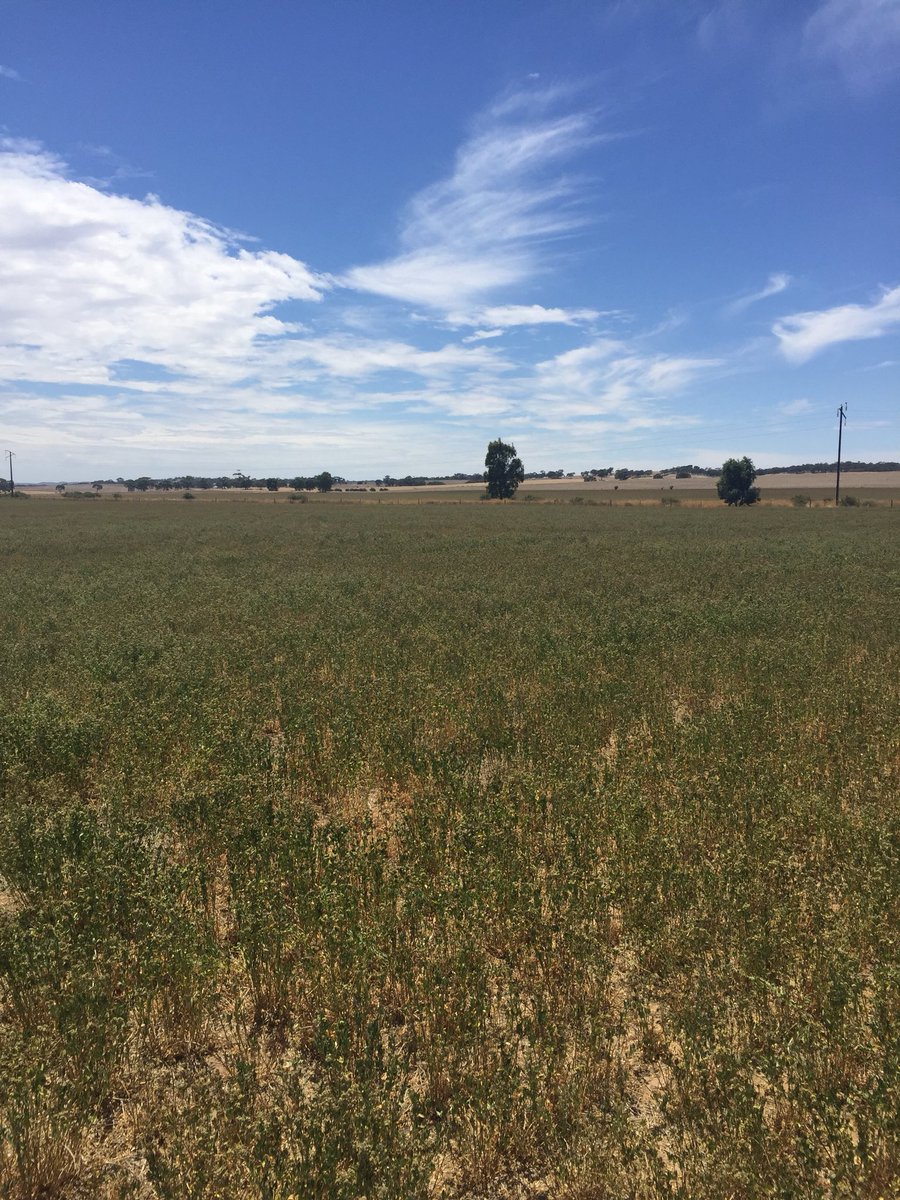 EmGoodall86's tweet photo. Following the #lucernestory - from paddocks in the mid north with ripper #seedcrops through to the cleaning plant @PGGWrightson Keith plant to a paddock near you! Lucerne is highly versatile feed source for #beef #sheep or #dairy! https://t.co/0g3eLHrUxi