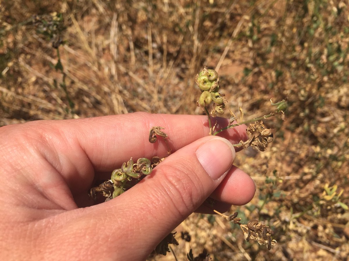 EmGoodall86's tweet photo. Following the #lucernestory - from paddocks in the mid north with ripper #seedcrops through to the cleaning plant @PGGWrightson Keith plant to a paddock near you! Lucerne is highly versatile feed source for #beef #sheep or #dairy! https://t.co/0g3eLHrUxi