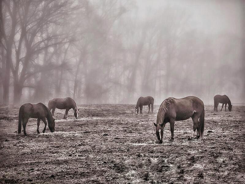 OMSYSTEMcameras's tweet photo. Filtered light adds a sense of serenity to the shot of these grazing horses. Have you photographed animals in their element recently? Tweet us your favorite shots!

Captured by Joe DiFlorio with an OM-D E-M5. https://t.co/hEE1T5cm0t