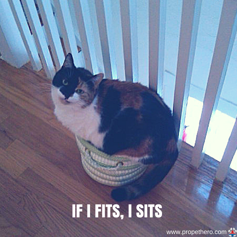 ProPetHero's tweet photo. If I fit, I sits #ififit #cats #catmeme #catsoftwitter #catsofinstagram #catfirstaid #ProPetHero https://t.co/8bHW4CKEUc