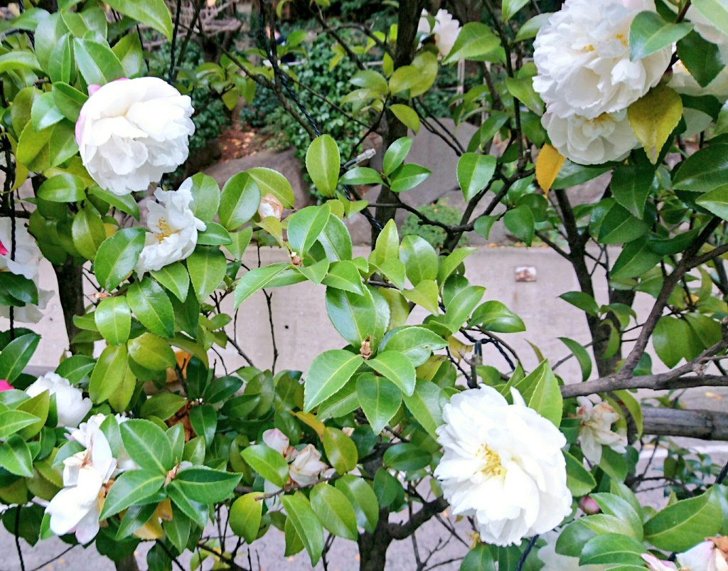 Escargot 39 Rt ティファニーで朝食を の有名なオープニングシーン タイトルクレジットで最後に大きく出てくるアメリカ人ミッキールーニーが演じた日本人mr Yunioshiミスターユニオシの名前の モデルは 原作者トルーマンカポーティが当時住んでたnyで 画家として成功した岡山県出身の国吉康雄さんです Escargot 39 Rt ティファニーで朝食を の有名なオープニングシーン タイトルクレジットで最後に大きく出てくるアメリカ人ミッキールーニーが演じた日本人mr Yunioshiミスターユニオシの名前の モデルは 原作者トルーマンカポーティが当時住んでたnyで 画家として成功した岡山県出身の国吉康雄さんです