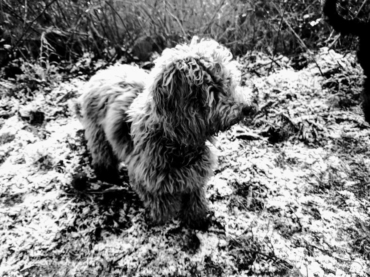 RafflesCockapoo's tweet image. 