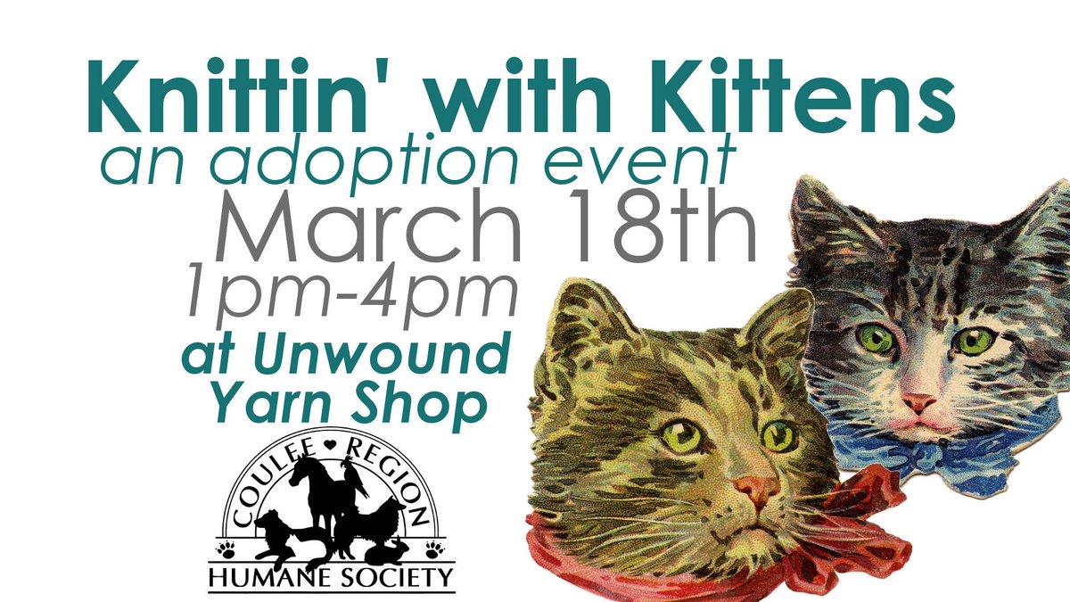 couleehumane's tweet photo. Kiele is practicing for our upcoming "Knittin' with Kittens" event with Unwound Yarn Shop! 

Come in today between 1-5pm to meet our office kitty, Kiele and check out our Facebook page for more information about this event. https://t.co/RJrzgeMsXY