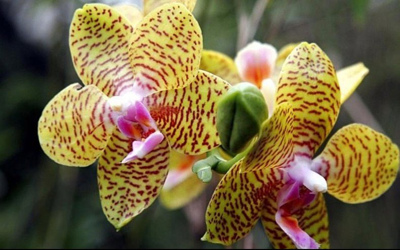 SBOrchidShow's tweet photo. We think we know how the Tiger Orchid got it's name! #SBIOS #SantaBarbara #SantaBarbaraCounty #santabarbarastrong #orchids #flowers https://t.co/Sk8N7Oq6rv