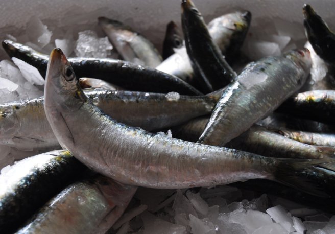 Ze sardine is ze silver of the sea, mined by brave Portuguese fisherman to adorn ze dinner tables of rich and poor. I am intending to make sardinhas de escabeche, fried sardines marinated in olive oil, vinegar, onion, and bay leaves.