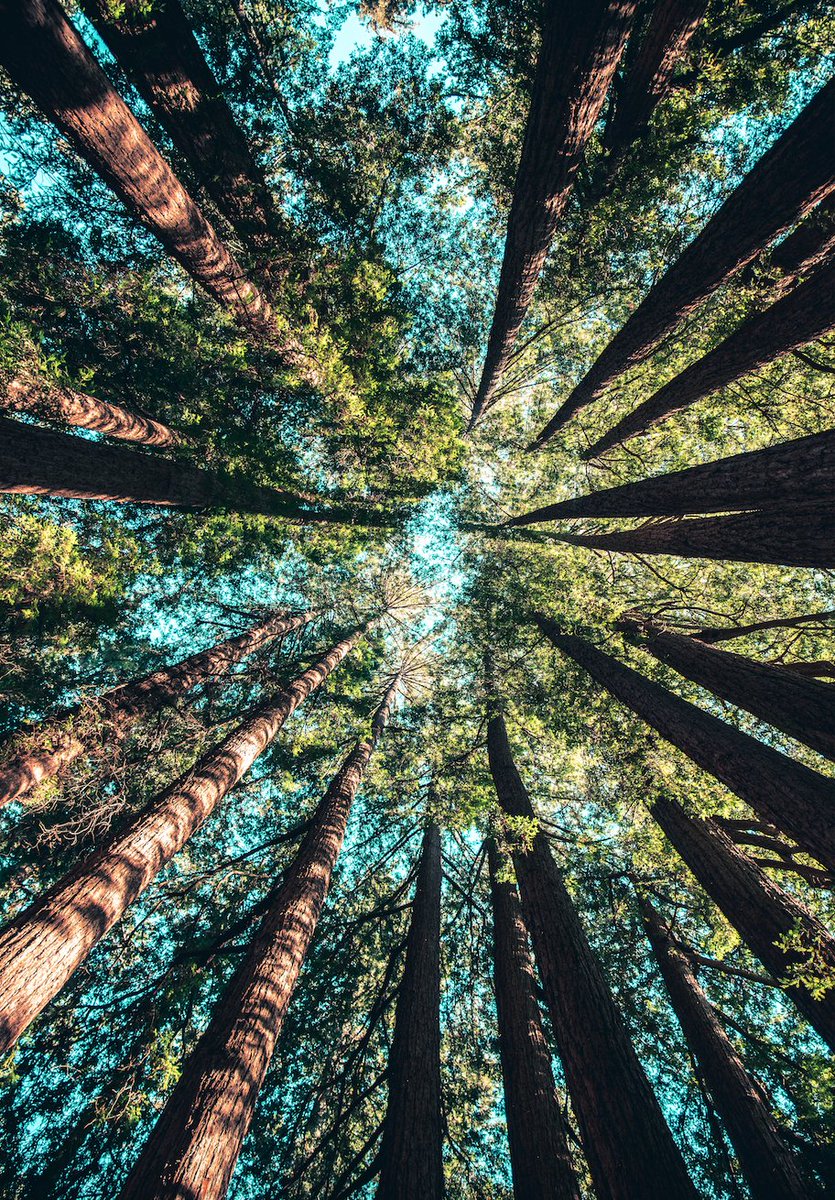 “Come to the woods, for here is rest. There is Notes: no repose like that of the green deep woods. Sleep in forgetfulness of all ill.” -John Muir