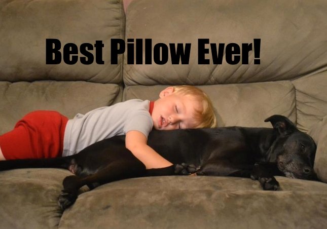 WeLoveDogsUSA's tweet photo. Best Pillow Ever!
#Childrenanddogs #sleepydogs #WednesdayWisdom #dogsoftwitter
#sweetestdogs https://t.co/2BPRfG11K1
