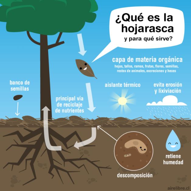 Proarbol_Col's tweet photo. ¿Qué es la hojarasca y para qué sirve? Esta capa de hojas, tallos, frutas, flores, semillas y heces es esencial para mantener la integridad de los bosques, siendo la principal vía de transferencia de materia orgánica al suelo. https://t.co/lyo8PCWNh0