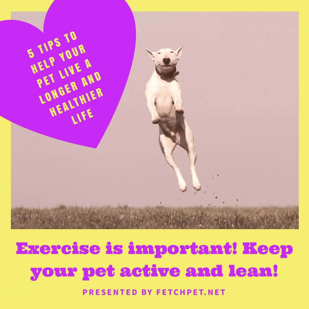 Fetchpet1's tweet photo. Today's daily tip for a #healthypet is pretty straight forward. Make sure your #dog and #cat are active and maintain a balanced diet. #exercise is just as important for your #pet as it is for you! https://t.co/Y10XQPtcZt