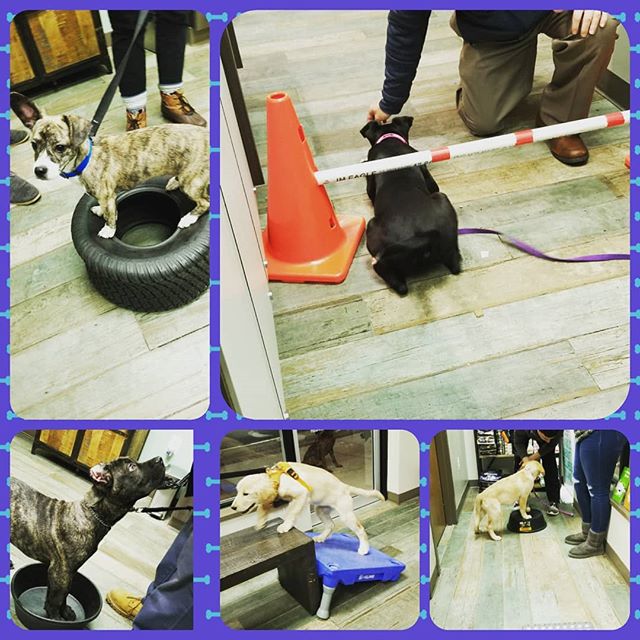 Dauntless_Dogs's tweet photo. Our puppy class working on body awareness, confidence building, and relationship building! #dogschool #dogtraining #dauntlessdogsmd #canecorso #goldenretriever #mixedbreed #puppiesofinstagram #klimb #blue9klimb #lakeshorepethospital https://t.co/yJusxuc277