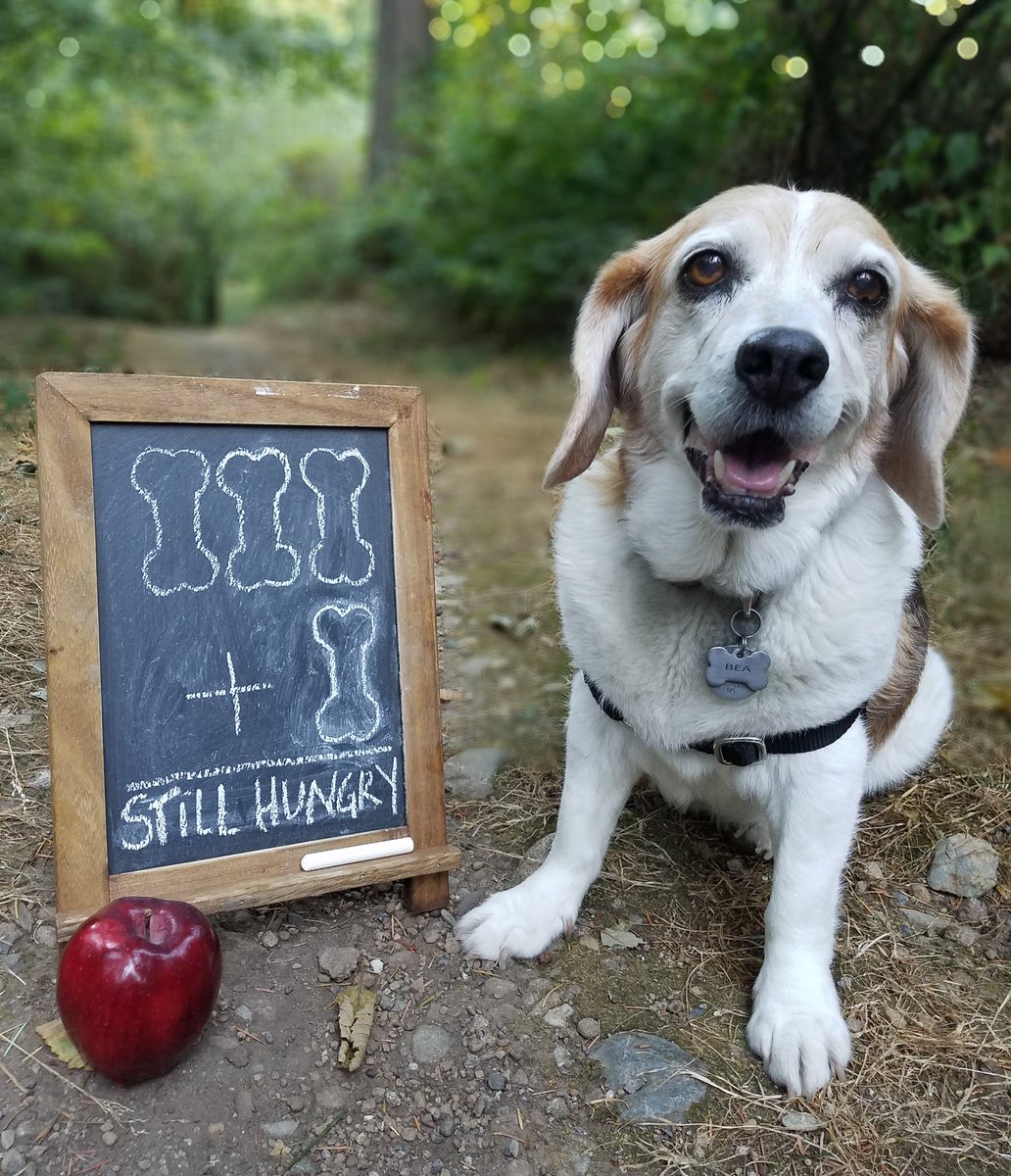 FlurryandBea's tweet photo. @dog_rates Bea can't wait for #SeniorPupSaturday! Will work for food. https://t.co/ZfG62HXYyk