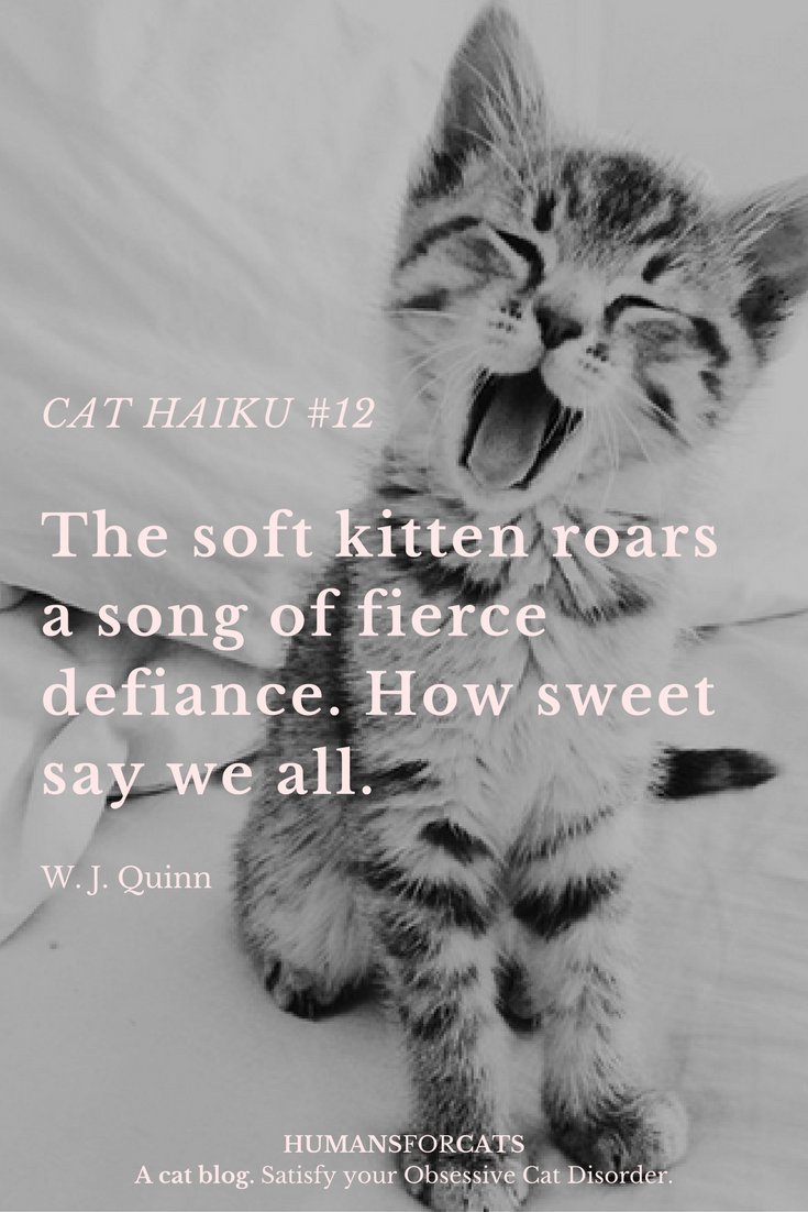 HumansForCats's tweet photo. Haiku #12: Kitten roar https://t.co/I9lKubujAE https://t.co/F40TCqA0uk