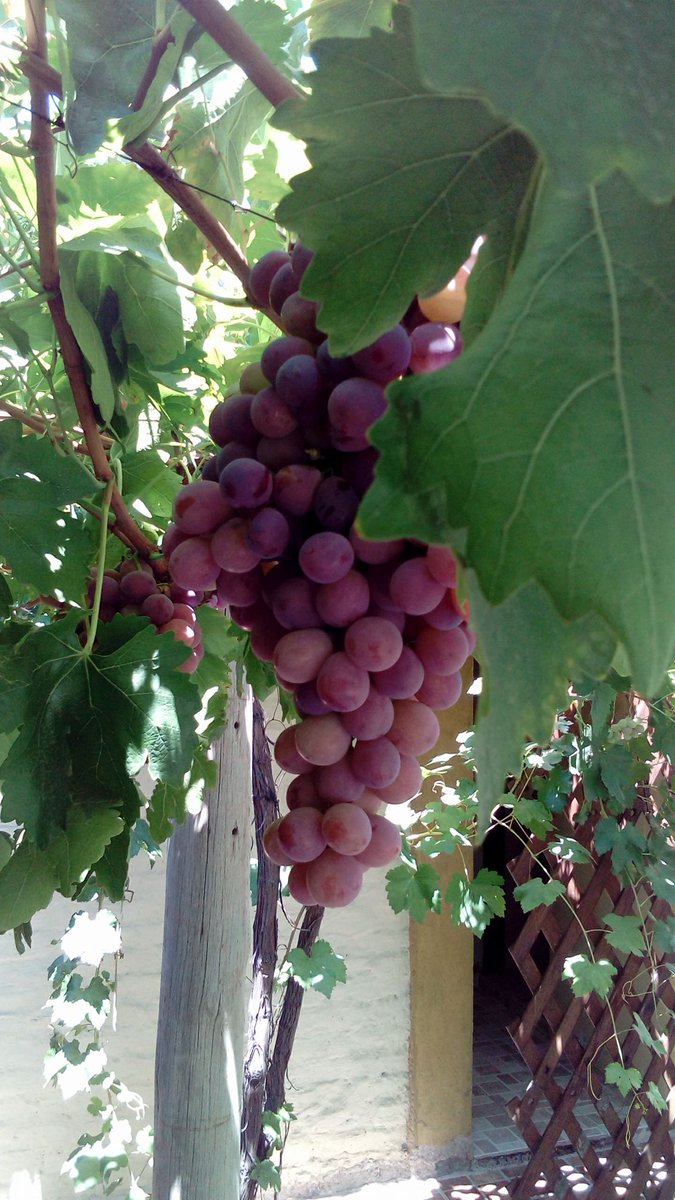 BodegaStocco's tweet photo. Una de las mejores delicias que podes encontrar y probar en la bodega !!! 
https://t.co/7gnKqnSaXU 
turismo@stoccodeviani.com.ar o llamanos a 261 4990950
#mendoza #bodega #grapes #wine #argentina #turismo https://t.co/wshec6xypj