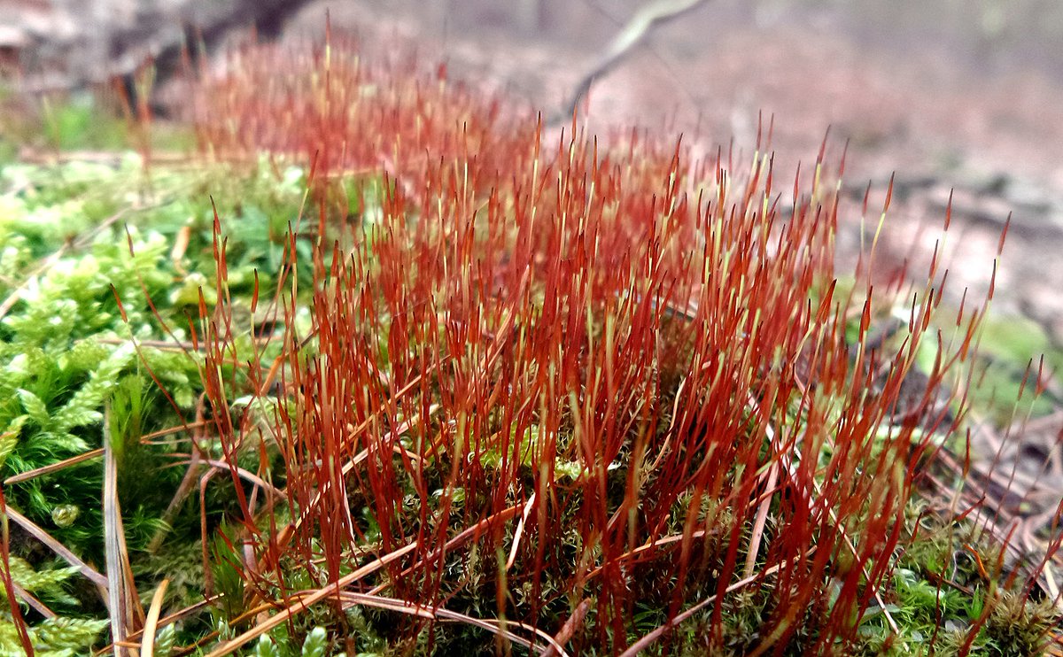 mossworld's tweet photo. So eager to send new life into the world! 😁 Ceratodon purpureus, I think. #sporophytes #mossmatters #bryophytes #wallmoss https://t.co/c444uJjnb9
