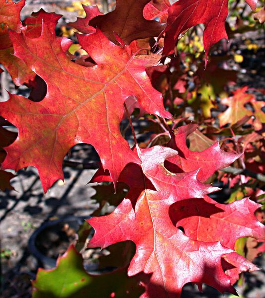 CherokeeTrees's tweet photo. https://t.co/YyZljPA41J “The Shumard Oak is like that dependable and stable friend you can always rely on.” Check out our newest #treeofthemonth blog! https://t.co/BSmtB2L3ZF