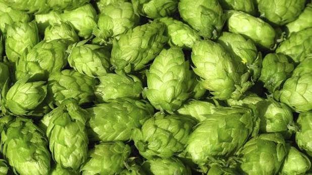 beerblog's tweet photo. Cool stuff for beer nerds: 2017 hop crop report is out. Lots of interesting info for hop lovers. https://t.co/gWvVPtiu8d https://t.co/8j6pBpTAb3