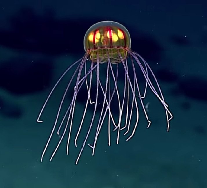 ٹوئٹر Ferris Jabr ٹوئٹر پر This Crossota Jellyfish Has Everything Rice Noodle Tentacles Glowing Gonads That Thing Of When Like An Omnipotent Cnidarian Hypnotizes You To Do Its Bidding Https T Co Zmbjcd8ali