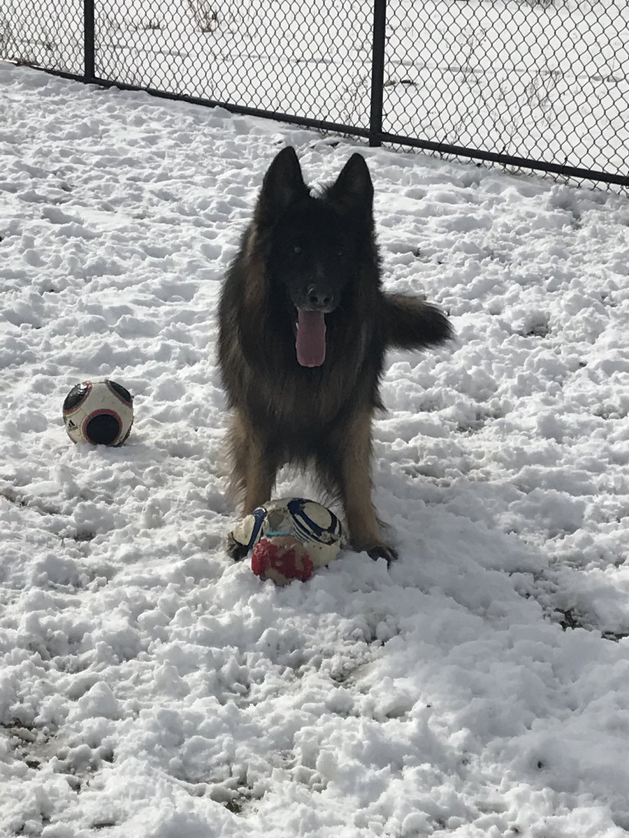 UnionPointMA's tweet photo. Weymouth resident, Andas, is a big fan of our dog park in all weather conditions ❄️ ❄️ 🐕 🐶 ⚽️ #southshorema #dogsoftwitter #WeymouthMA #dogsofma https://t.co/UGq5uRWFTy