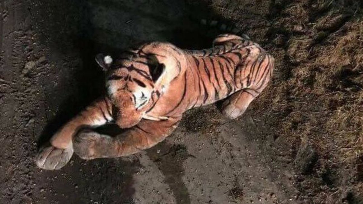 Stuffed tiger sparks 45-minute standoff with police bit.ly/2Eaq2h5?utm_so… https://t.co/IDTKiU5njA