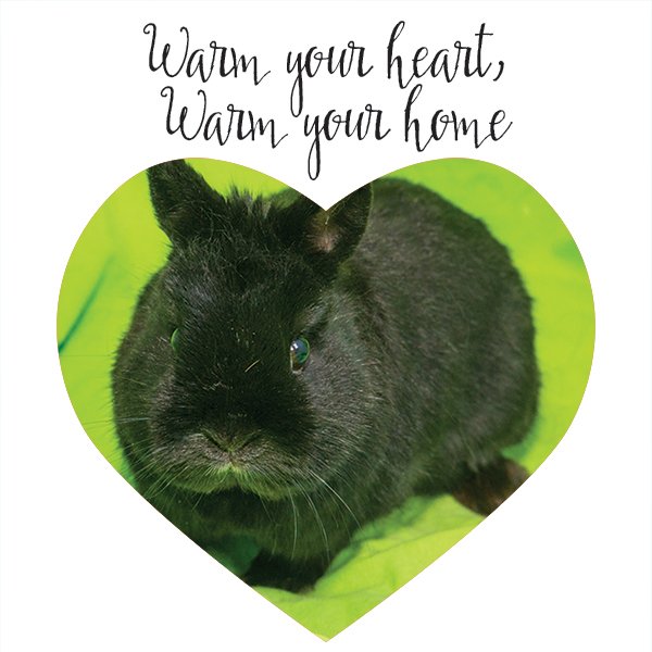 GLrabbits's tweet photo. Merry is our featured bunny for Adopt-A-Rescued-Rabbit month #bunny #rabbit #rabbits #animalsanctuary #greatlakesrabbitsanctuary #AdoptDontShop https://t.co/48br9RJYas https://t.co/JqRCbHsQHw