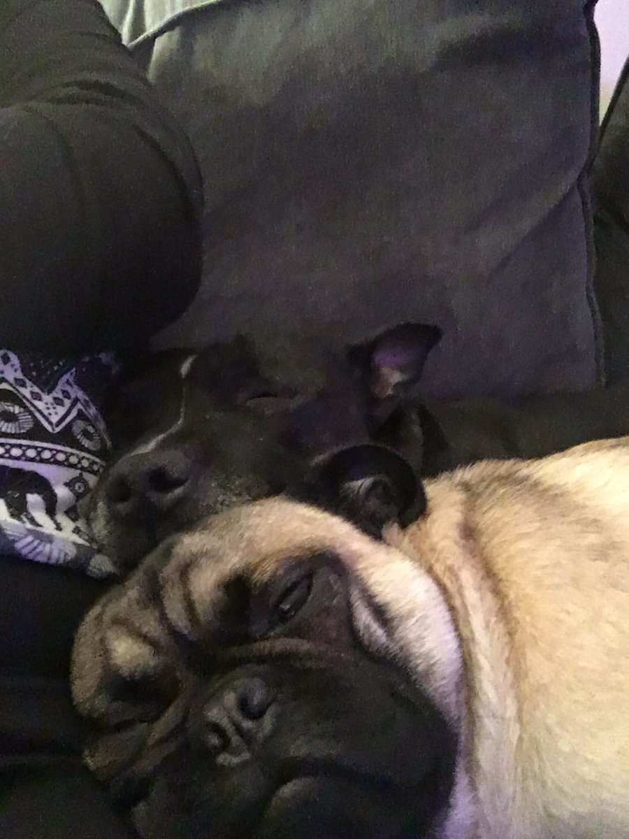 WilliamsWalkies's tweet photo. Chilling with some doggies whilst their owners are working late. These 2 are beautiful #dogsitting #dogsofinstagram #puppylove #dogs #petsitting #dogwalker #chesterbusiness #ellesmereport #smallbusiness #htlmp #wirralbiz #wirralbusiness https://t.co/UyUuHcFh3J