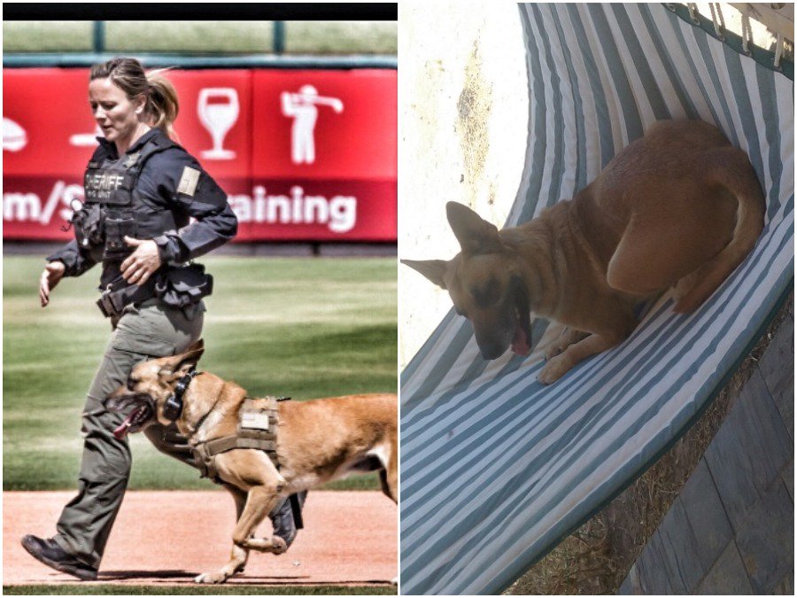 K-9 officer 'Hero' retires from MCSO: bit.ly/2EtXkHr #abc15