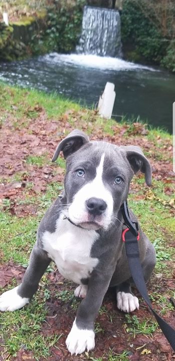 doglifestore's tweet photo. My 12 week old baby blue pit. 😍 #puppies #puppystagrams #dogsaccessories https://t.co/hntqDBHDqC