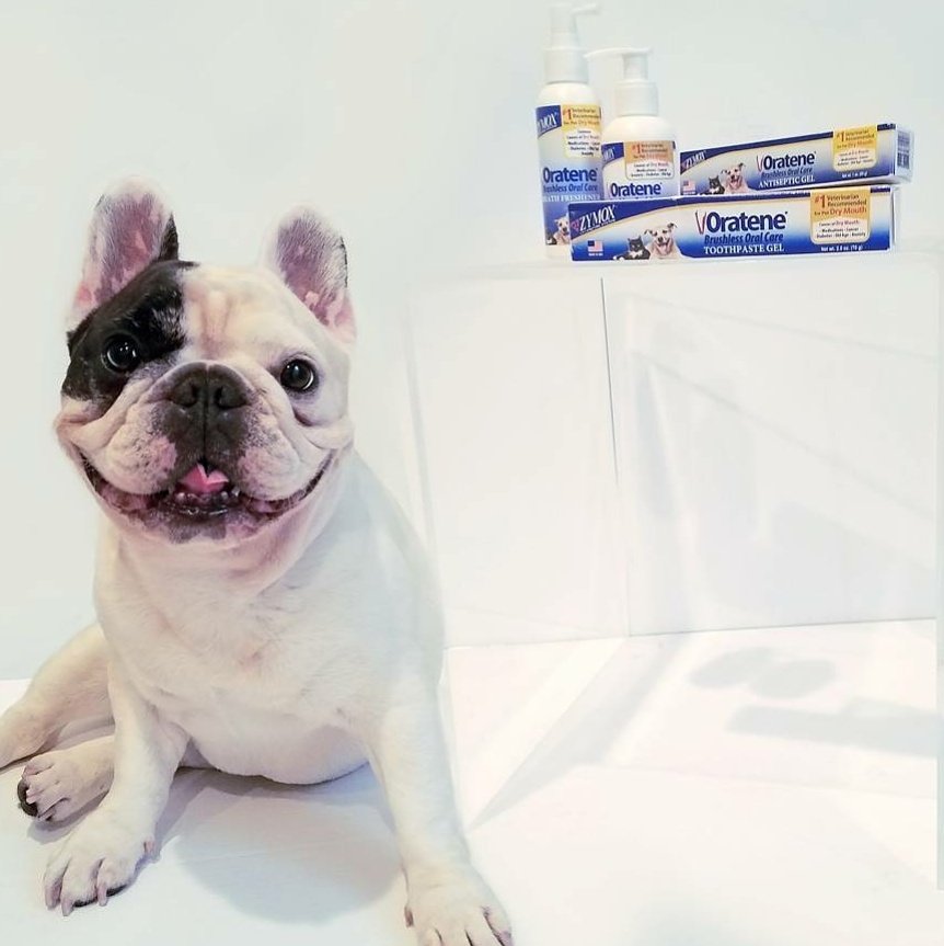oratene dog toothpaste
