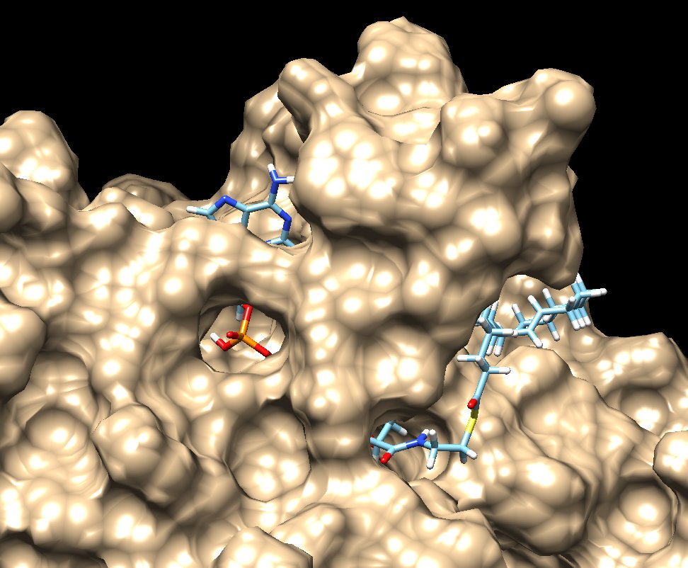 bcsdscienceclub's tweet photo. Flexible docking of Acyl-CoA 18:1 (Oleoyl-CoA) to the catalytic domain of the GPAT enzyme (homologous to the AGPAT1 enzyme). Working on a binding study to further understand AGPAT1's role in the remodeling of glycerophospholipids #Biochemistry #UCSFDock https://t.co/fYvIjaO45X