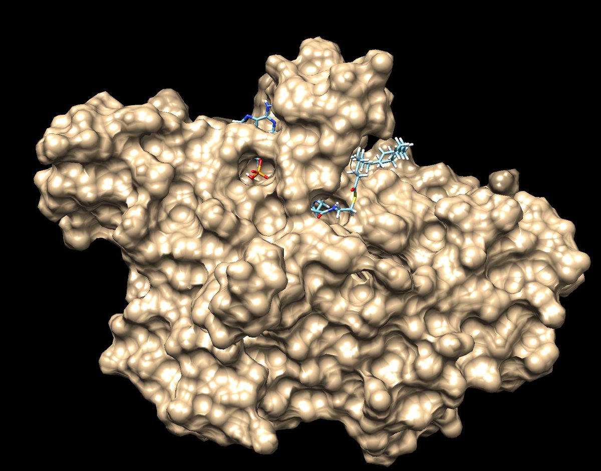 bcsdscienceclub's tweet photo. Flexible docking of Acyl-CoA 18:1 (Oleoyl-CoA) to the catalytic domain of the GPAT enzyme (homologous to the AGPAT1 enzyme). Working on a binding study to further understand AGPAT1's role in the remodeling of glycerophospholipids #Biochemistry #UCSFDock https://t.co/fYvIjaO45X