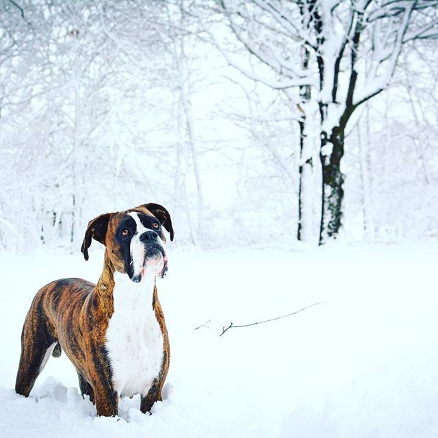 “A dog is like a person—he needs a job and a family to be what he’s meant to be.” - Andrew Vachss
・・・
📸 credit: @mocha.theboxer x.com/DogYouKnow1t ift.tt/2EqsrDu