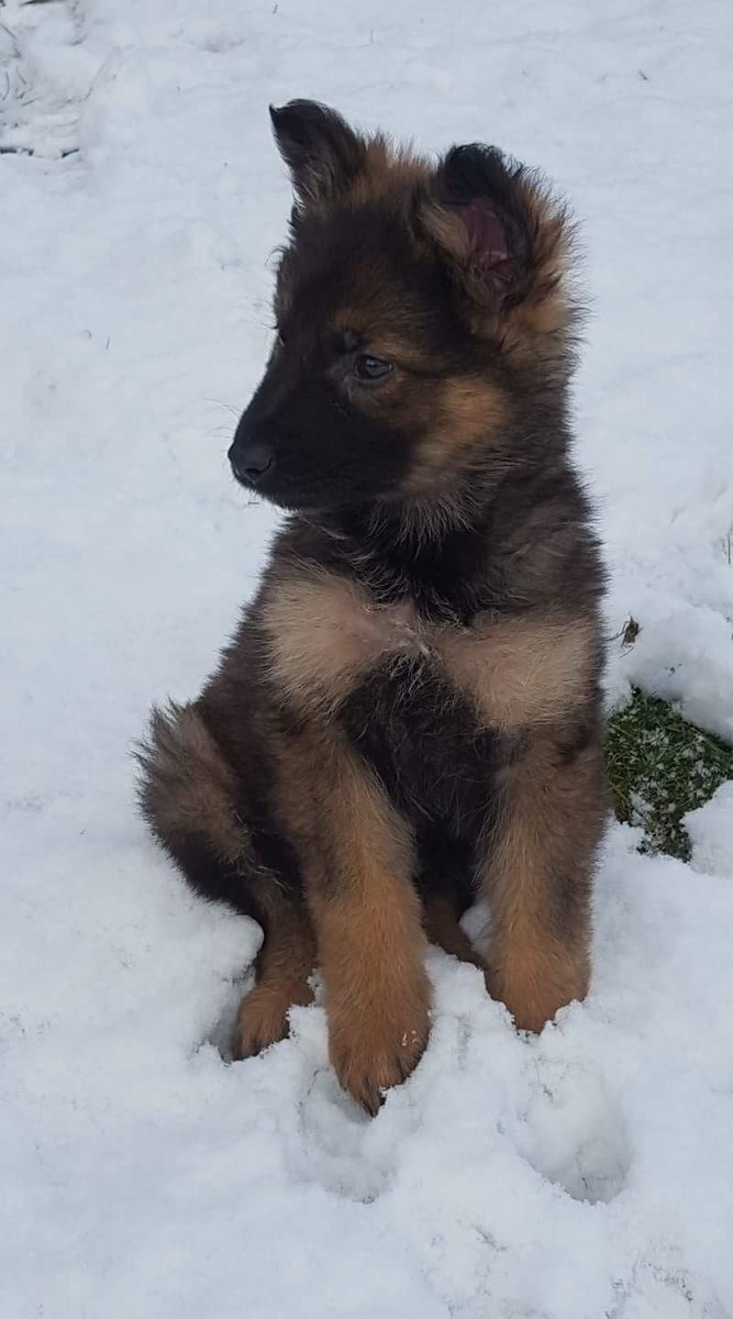 Hello my name is Otto. Can't wait to grow up to be a Police Dog. Thank you to the kids <a href="/echcharity/">Edinburgh Children's Hospital Charity</a> for my wonderful name. #TPDOtto 😍😍🐕