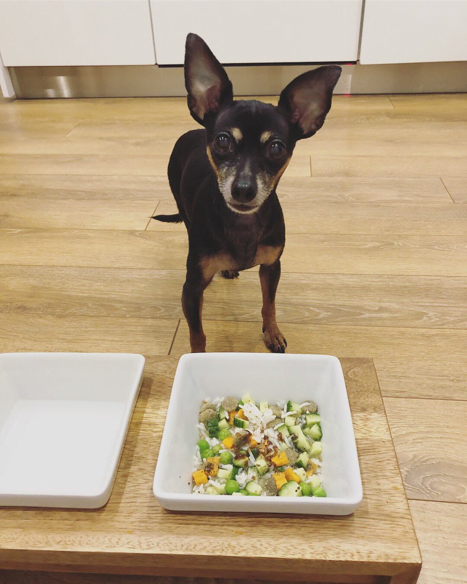 silliously's tweet photo. Can I has my lunch now pweeaasseeee?!? 😳😋🤤🌱#hungrydog #stoptakingmypicture #lunchtime #vegandog #whatveganseat #whatvegandogseat #vdog #cucumber #rice #kelp #peas #carrots #plantbased https://t.co/HXVX3N3pCn