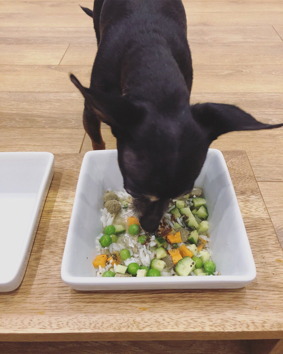 silliously's tweet photo. Can I has my lunch now pweeaasseeee?!? 😳😋🤤🌱#hungrydog #stoptakingmypicture #lunchtime #vegandog #whatveganseat #whatvegandogseat #vdog #cucumber #rice #kelp #peas #carrots #plantbased https://t.co/HXVX3N3pCn