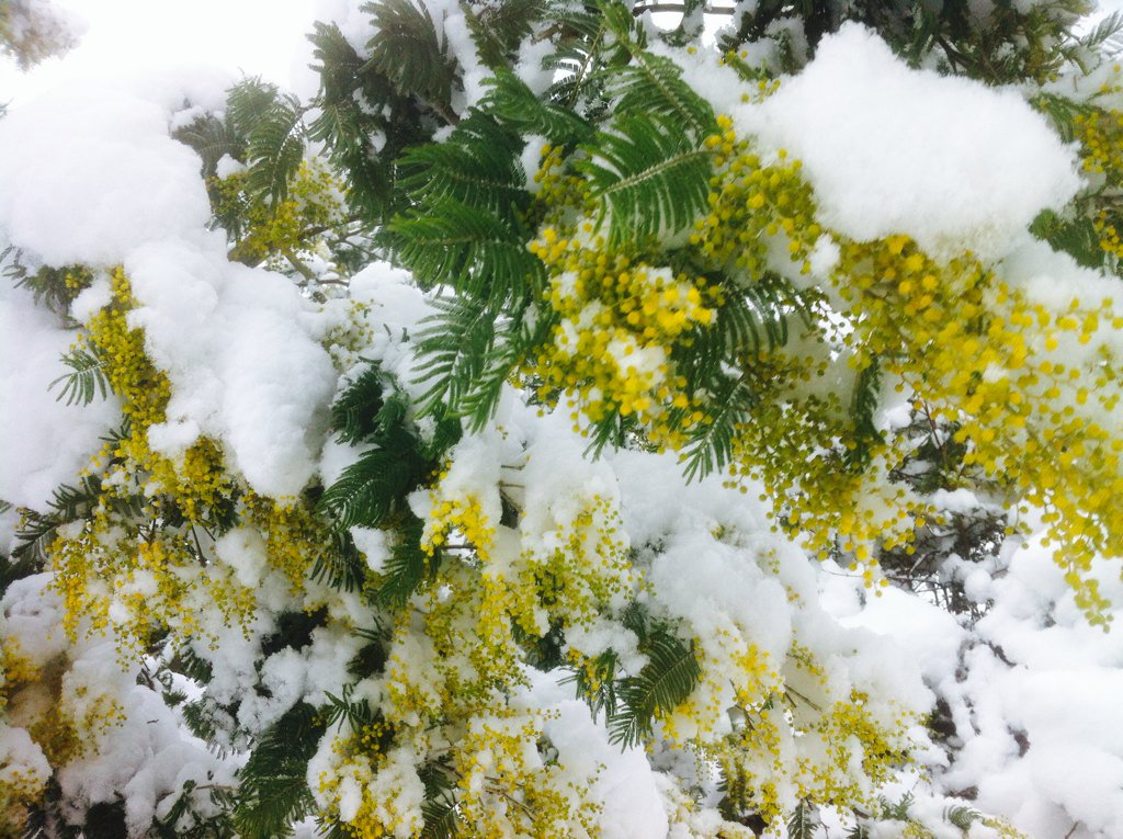Reseaux_FR's tweet photo. #Jardin #Langeais #Neige &amp; #Mimosa https://t.co/PFoo7npL6V
