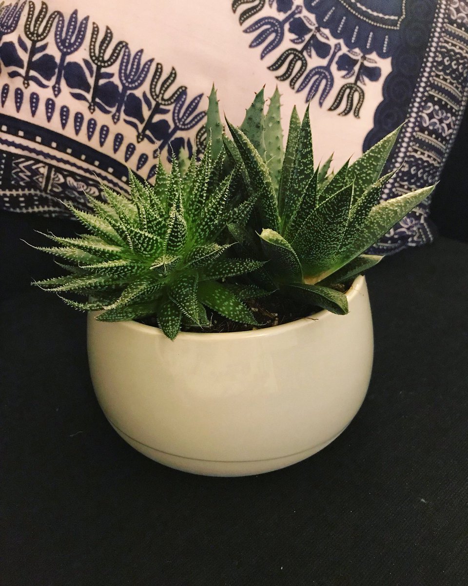 e11h11's tweet photo. The newest member of the succulent club 🌵
#succulentclub #clubcactus #hellovera #doweneedanother #ikeasfinest #petesgettingconcerned 
@IKEAUK https://t.co/uHEe5Dkyr6