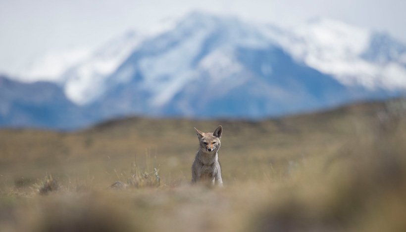 HelsingforsAr's tweet photo. #WildlifeWednesday: Explore #Patagonia's Wildlife and catch a glimpse of Zorro, the Culpeo Fox! 🦊 🌿  https://t.co/BUu4PwfOoI 📷 : Luis Balderrama Ph #Argentina #wildlife #animals #losglaciares https://t.co/VbfZ0sxAxI