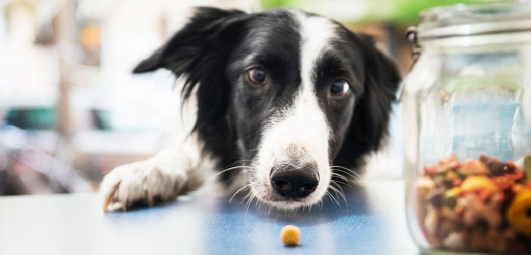 ASPCA's tweet photo. Do you know where your furry friend's food comes from? Don’t miss our newest list of pet food brands to figure out which ones source from higher welfare farms: https://t.co/v6nI6wrpsp https://t.co/EVle4ThzuS