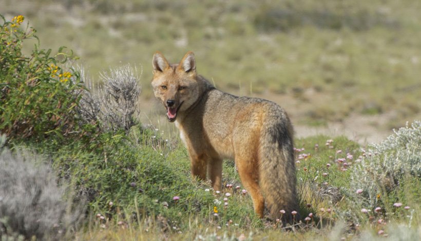 HelsingforsAr's tweet photo. The Helsingfor's untamed wilderness enables many visitors to come across the local wildlife, such as the #Culpeo #Fox 🦊   https://t.co/BUu4PwfOoI 📷 : Luis Balderrama Ph #argentina #patagonia #losglaciares #southamerica https://t.co/OzXB5s1MWS