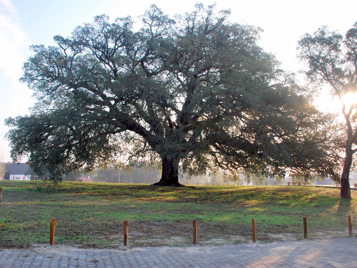 100PercentCork's tweet photo. Cork oaks absorb millions of tons of CO2 each year combating climate change, making them one of the most sustainable trees in the world. 
“The Whistler Tree” is the world’s largest cork oak tree!
Vote it The Tree of the Year! https://t.co/ELwGXGQd18 https://t.co/9gnXeWzPrh