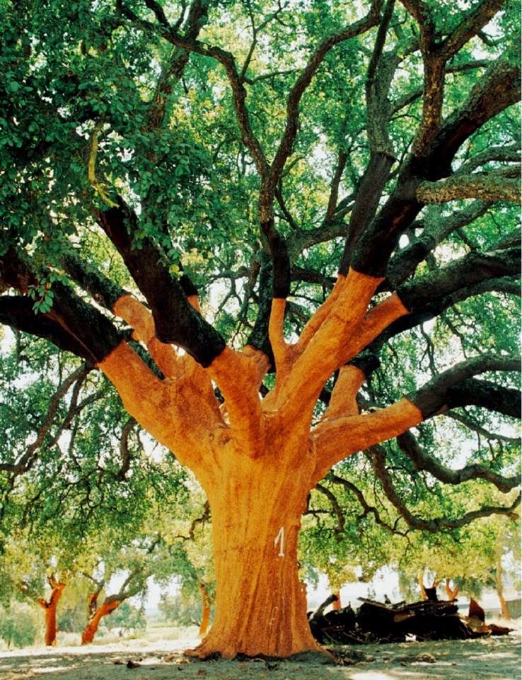 100PercentCork's tweet photo. Cork oaks absorb millions of tons of CO2 each year combating climate change, making them one of the most sustainable trees in the world. 
“The Whistler Tree” is the world’s largest cork oak tree!
Vote it The Tree of the Year! https://t.co/ELwGXGQd18 https://t.co/9gnXeWzPrh