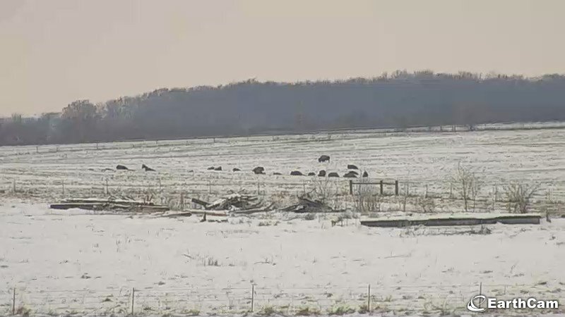 MidewinNatTP's tweet photo. BISON enjoying the latest blanket of #SnowOnThePrairies this afternoon! LOOK NOW & you will see them: https://t.co/nPK5LwC4v1 The Midewin herd is a 20-year conservation experiment. #BringBackThePrairies #MidewinBisonCam https://t.co/9TE3PtNY9B