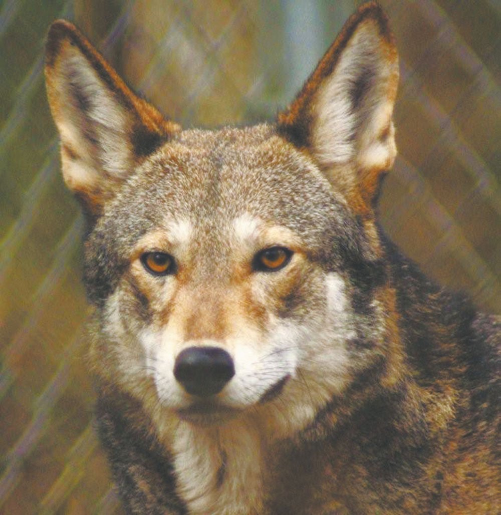 natureboyco's tweet photo. Save Red Wolves? Keep them in North Carolina https://t.co/b45IYKmRC6 https://t.co/N1uYzSAXsH