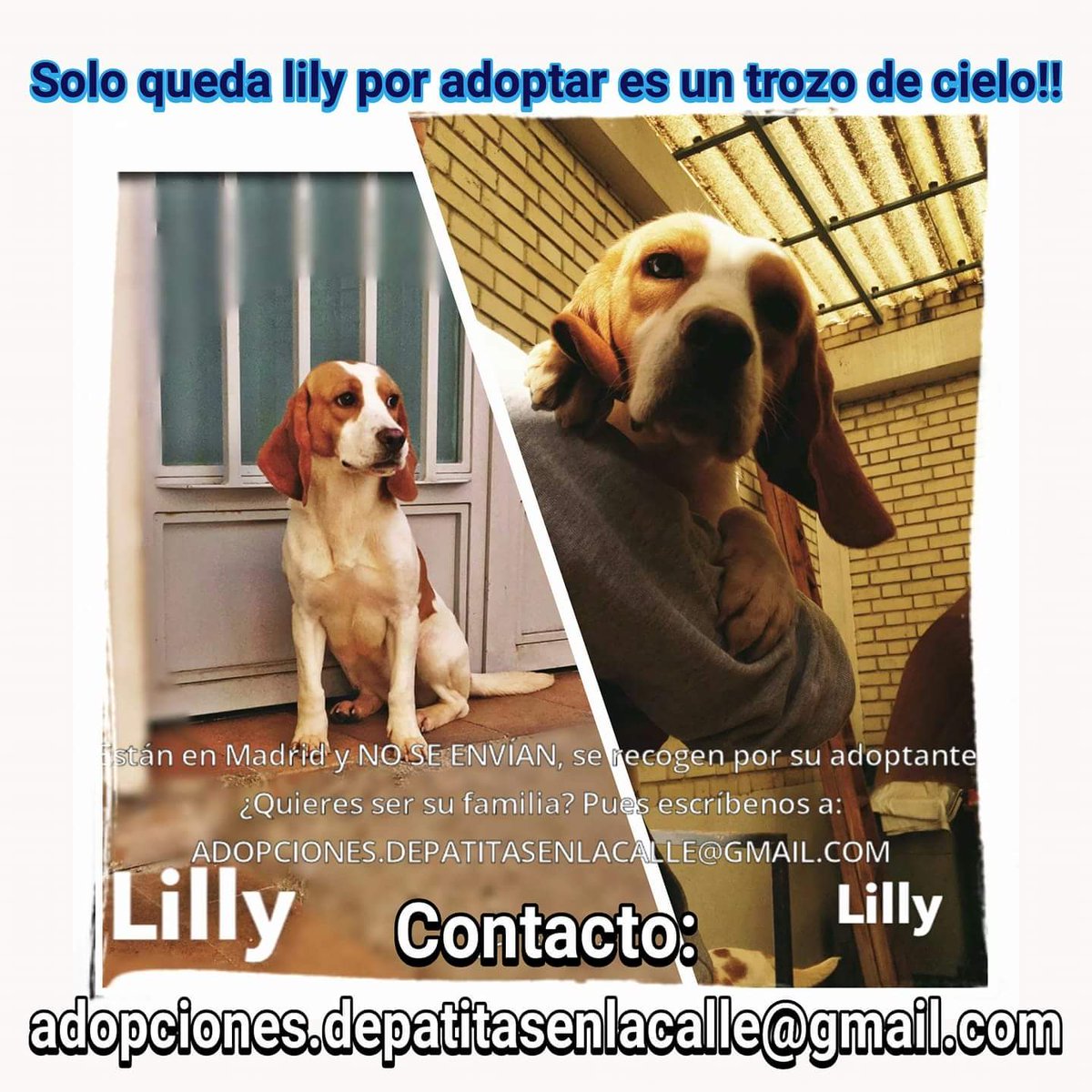 BeaglesCAM's tweet photo. De los 24 Beagles del ensayo de la UCM solo queda por adoptar Lily...#AdoptaNoCompres https://t.co/E9hlhTr1IZ