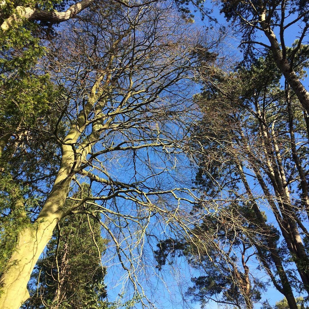 benhiline's tweet photo. Hope your Wednesday has been a happy one? 🌳💚🌳 #sunnydays #arbtraining #lovetrees #arborist #blueskies #arbstudies #futurearb #treework #trees #Devonhour https://t.co/J1fZVa50BX