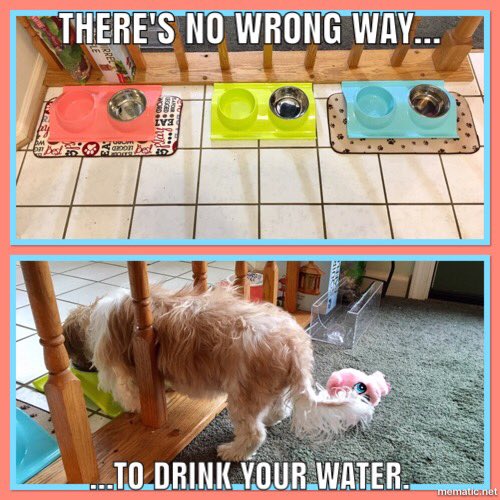 McBrianDoyle's tweet photo. When your #rescuedog is blind &amp; deaf but still gets her way! #stubborn #love #adopt #AdoptDontShop #RESCUE #funny @WritePlay https://t.co/6nI544jk7B
