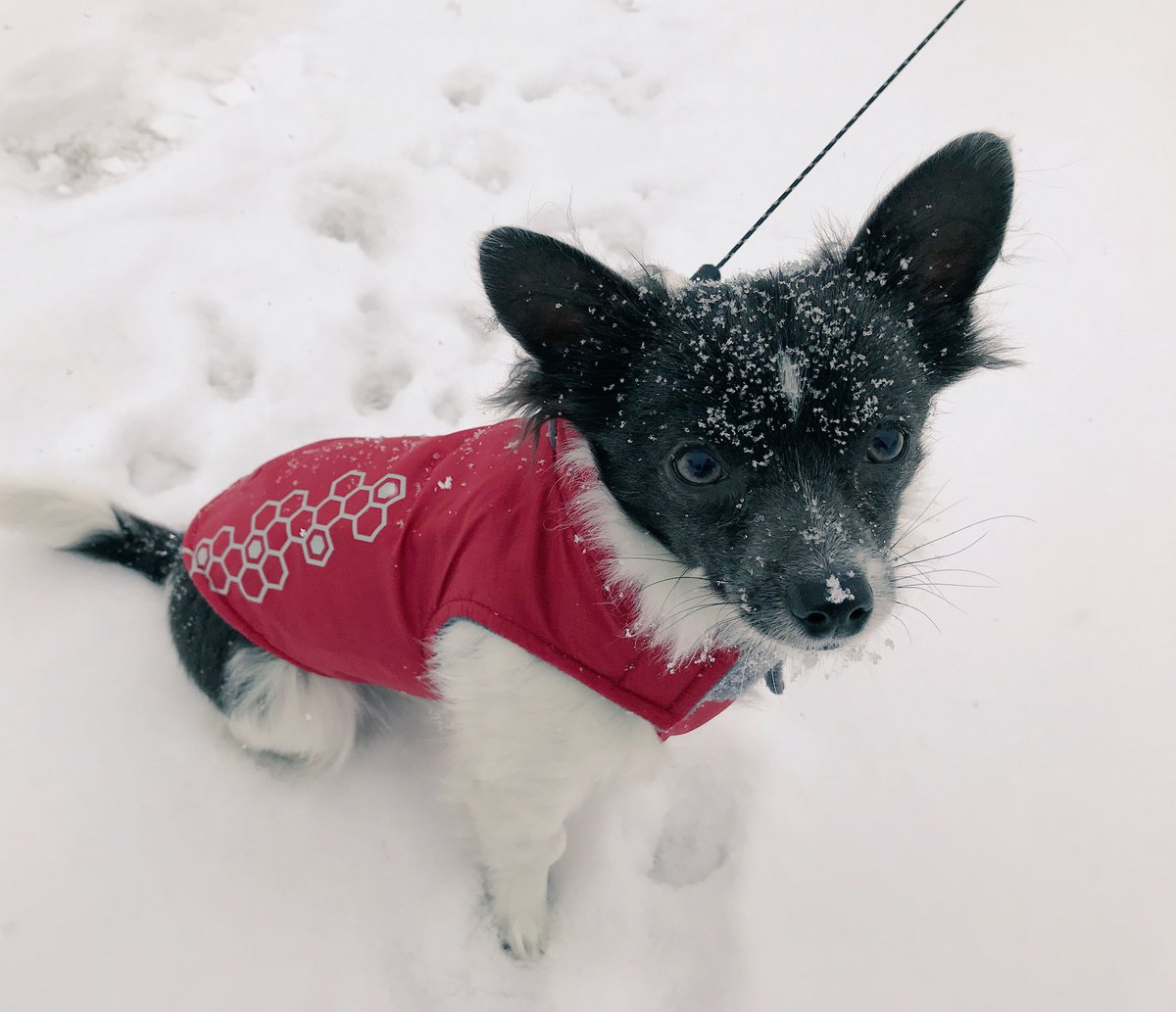 JLClarkeVT's tweet photo. My #chihuahua loves the snow. #vtdogs #snowdog #DogsofTwitter #doglovers
His @RCpetproducts jacket helps! https://t.co/O1ZrYCKofH