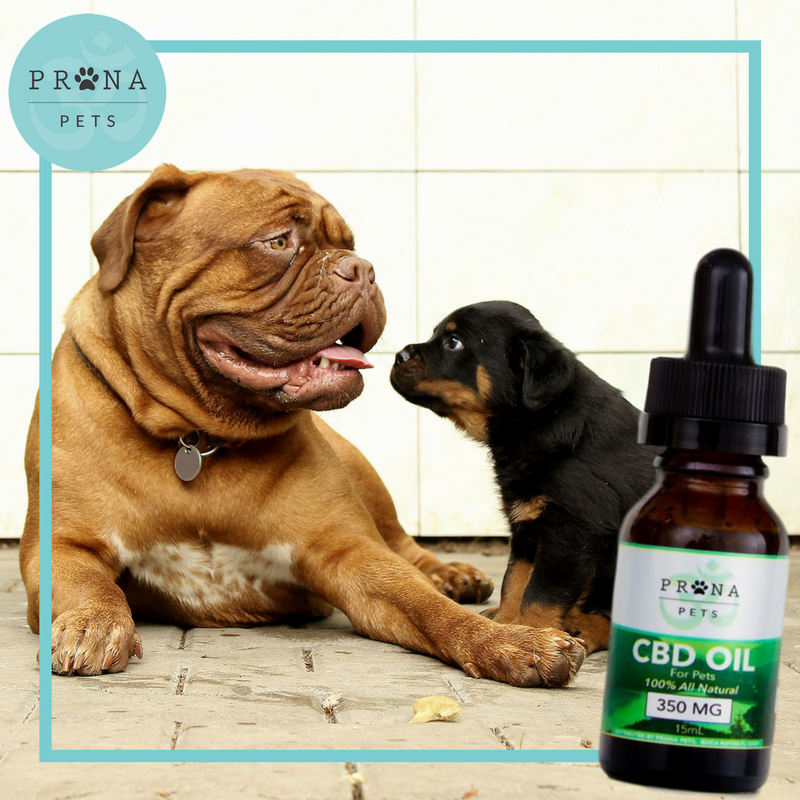 PranapetsFans's tweet photo. Today only, our bestselling #CBD Oil is 15% off with promo code CBD15 at checkout! Shop now: https://t.co/bYRwIfC6MD #CBDOil https://t.co/6DxoHyx2iK