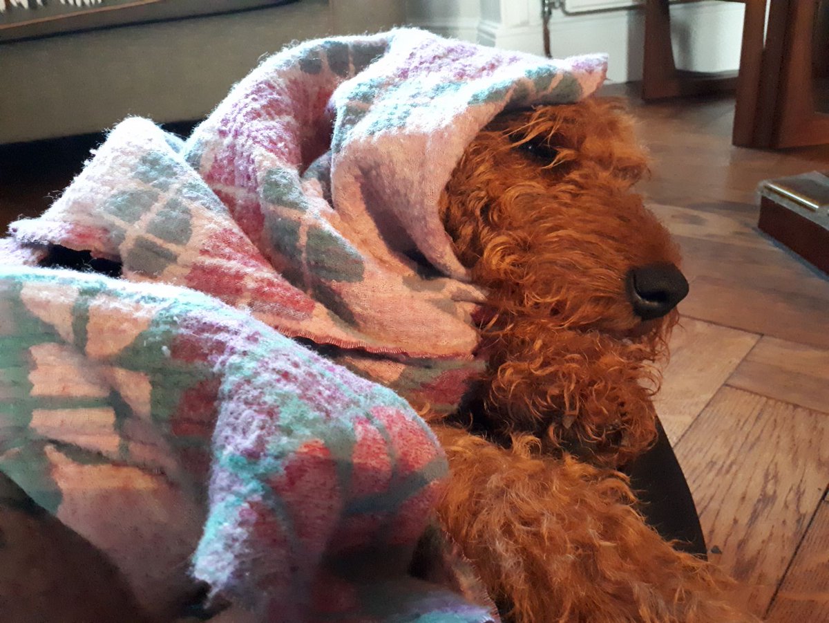 Teddy Tanner 🐾 tweet media